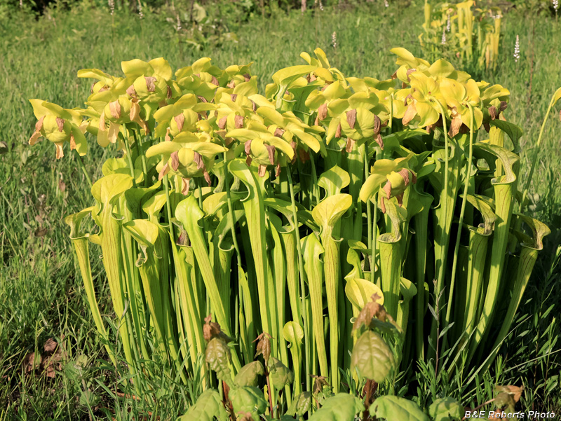 Pitcher_plants