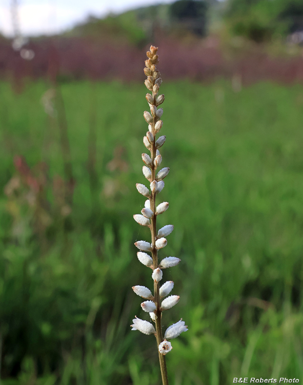 Colicroot