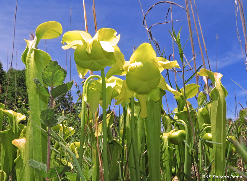 Sarracenia