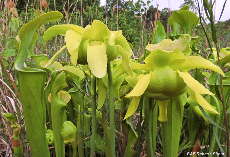 Sarracenia