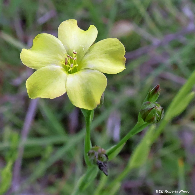 Woodland_Flax