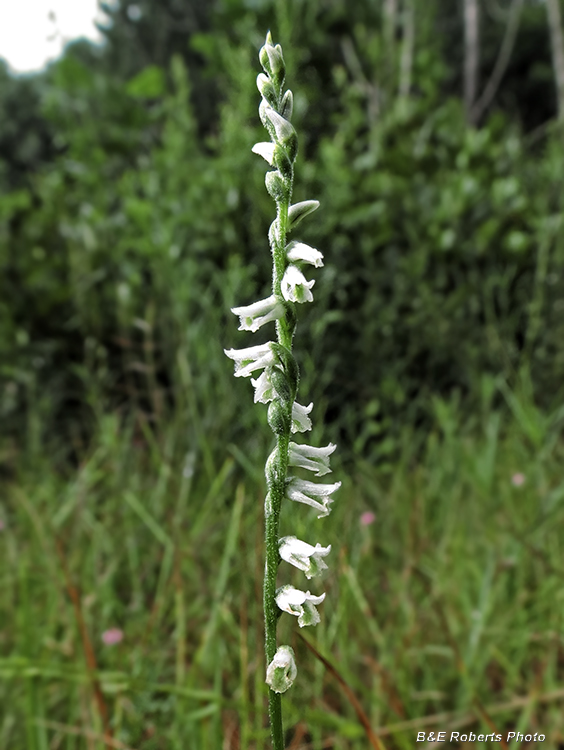 Ladies_Tresses