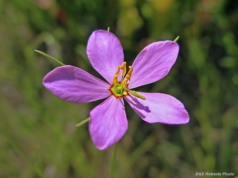 Sabatia