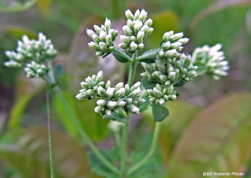 Eupatorium