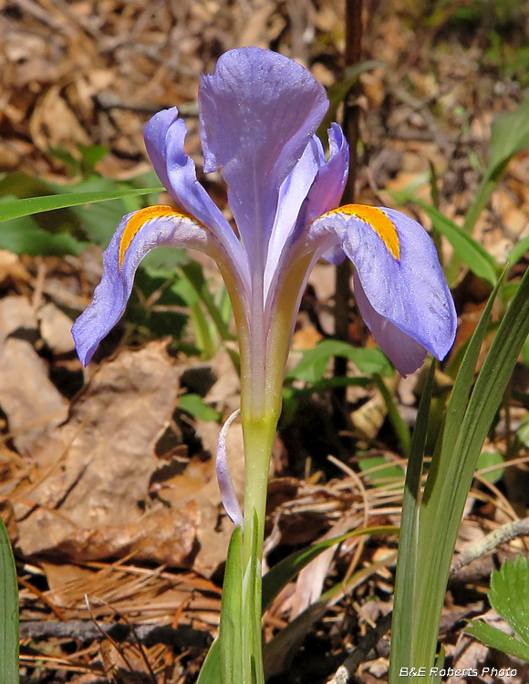 Iris