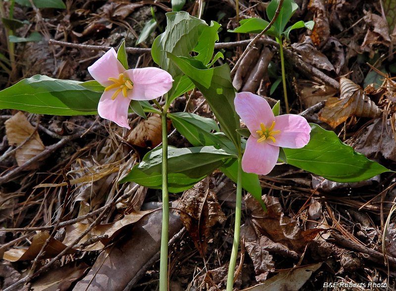 Trillium_catesby