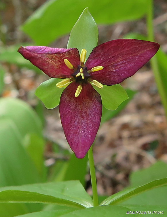 Trillium_erectum