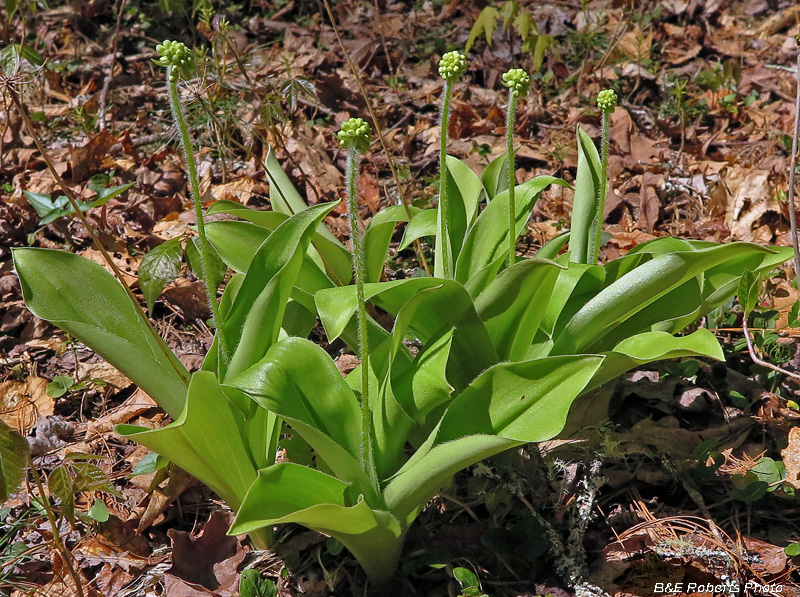 Wood_Lilies