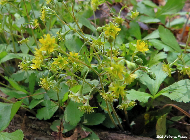 Barren_Strawberry