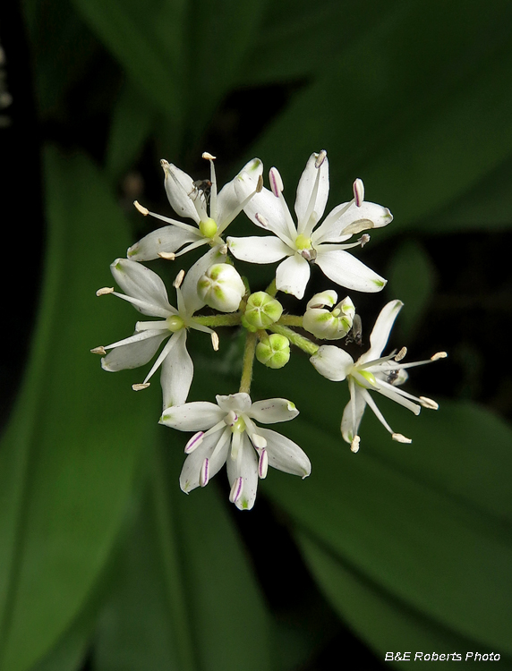 Clintonia