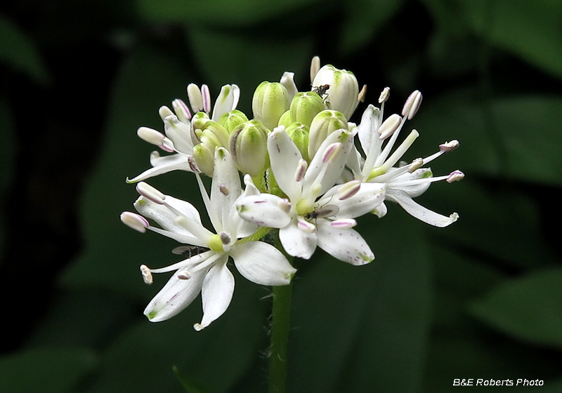 Clintonia