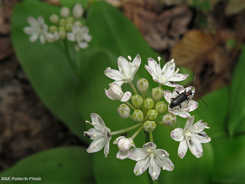 Clintonia