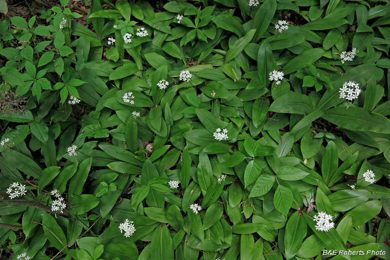 Clintonia