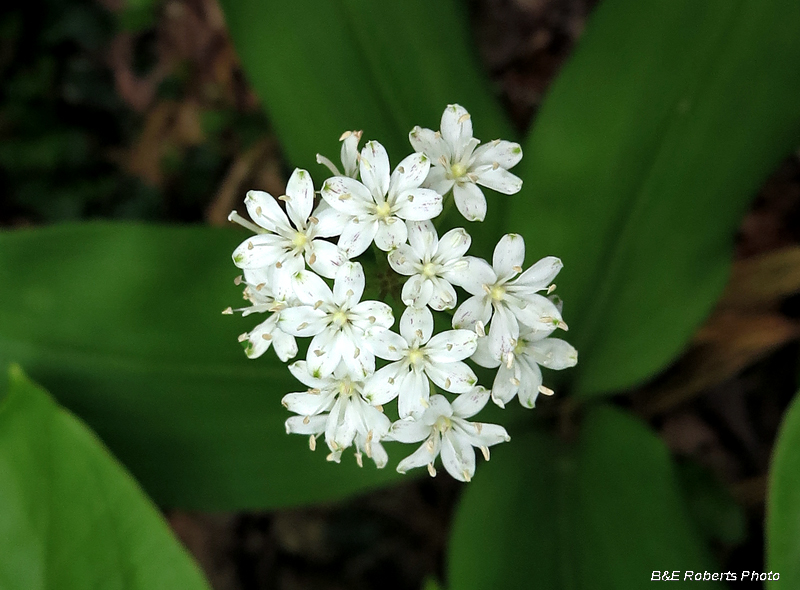 Clintonia