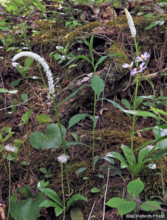 Fairywand