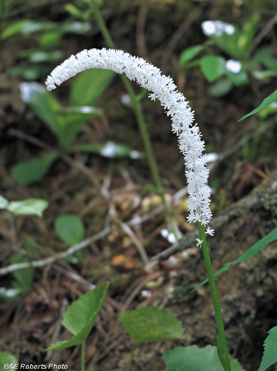 Fairywand