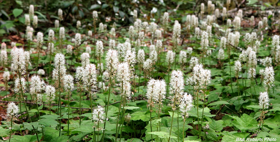 Foamflower