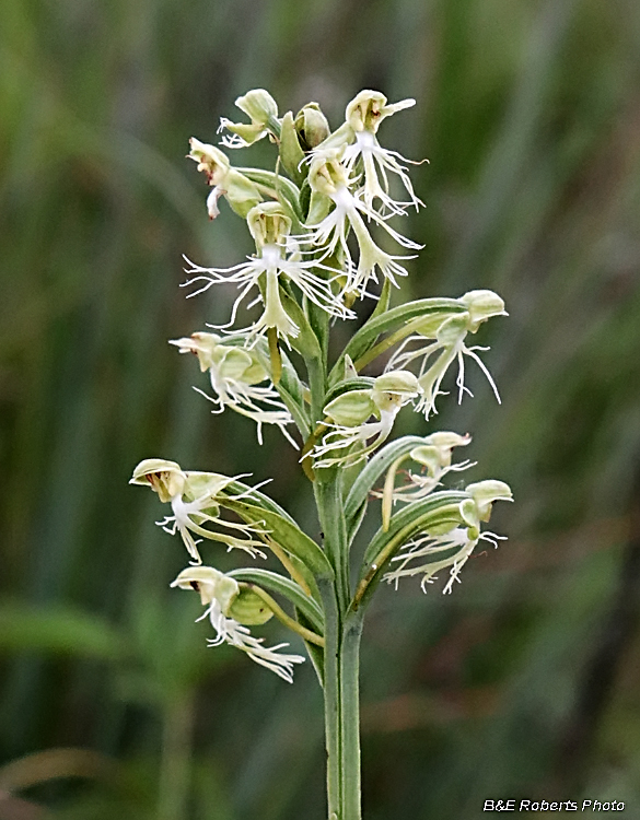 Platanthera_lacera