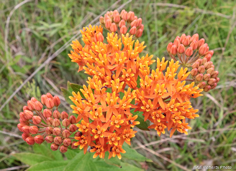 Asclepias_tuberosa