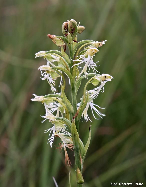 Platanthera_lacera