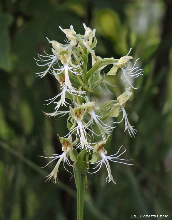 Platanthera_lacera