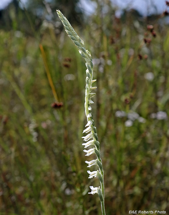 Spiranthes