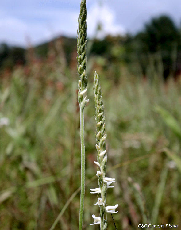 Spiranthes