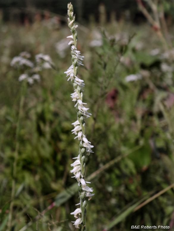 Spiranthes_vernalis