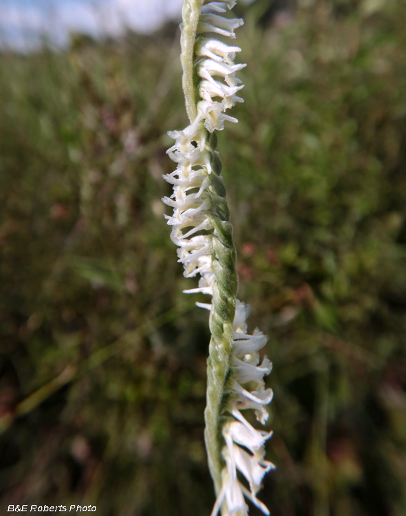 Spiranthes_vernalis