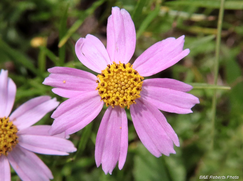 Pink_Coreopsis