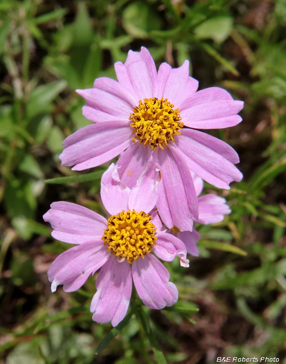 Pink_Coreopsis