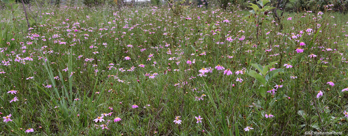 Pink_Coreopsis