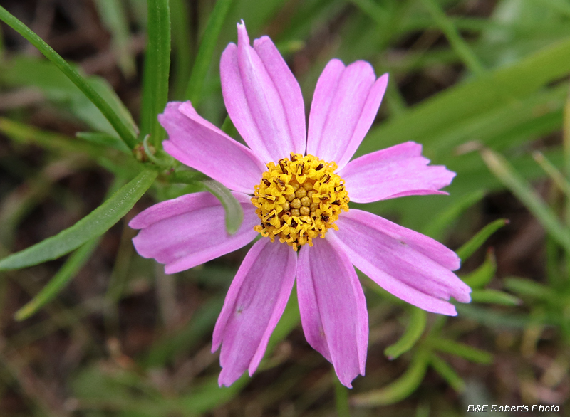 Pink_Coreopsis