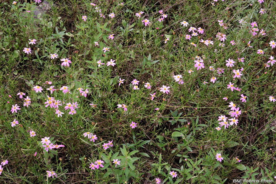 Pink_Coreopsis