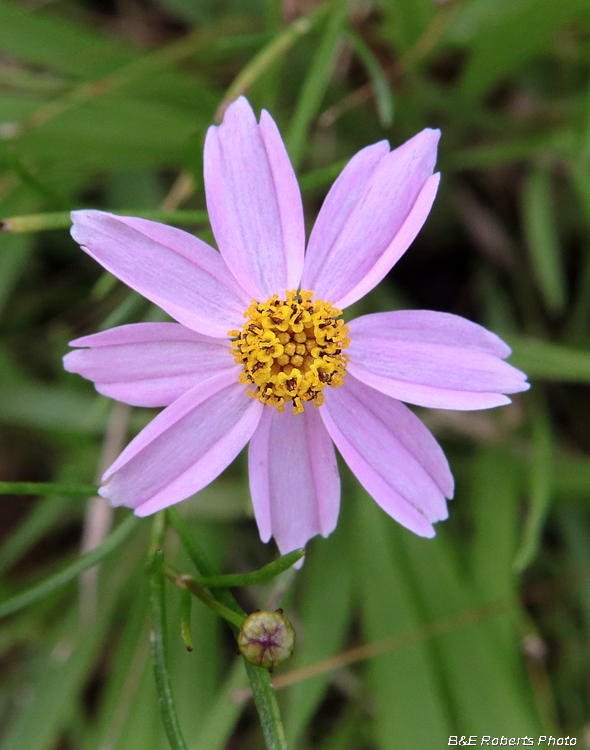 Pink_Coreopsis