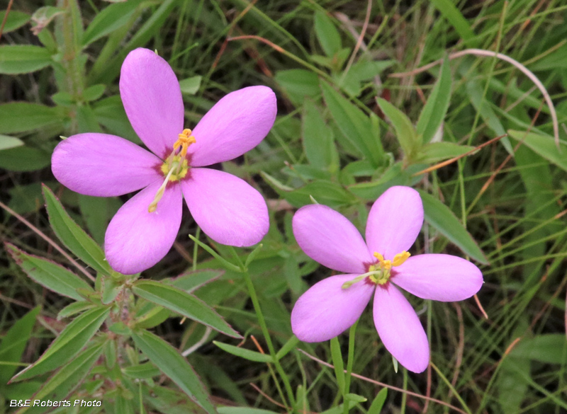 Sabatia_companulata