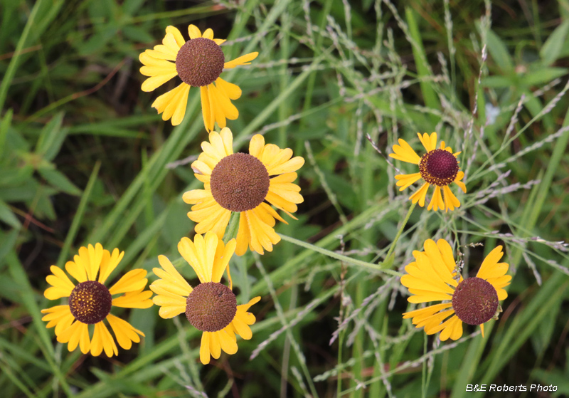 Sneezeweed