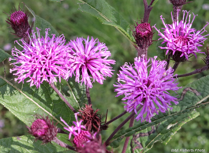 Ironweed