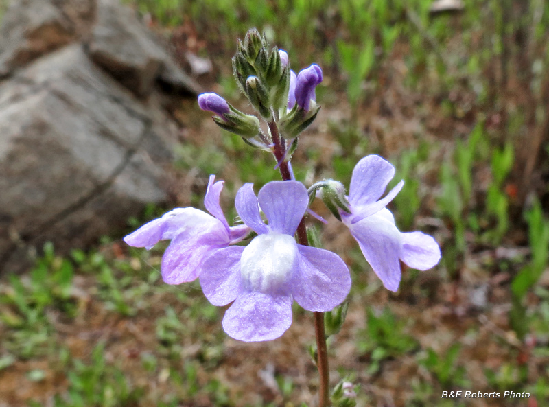 Toadflax