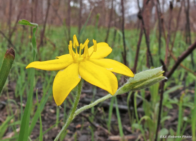 Hypoxis_hirsuta