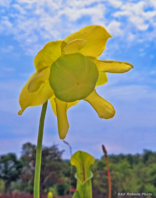 Sarracenia