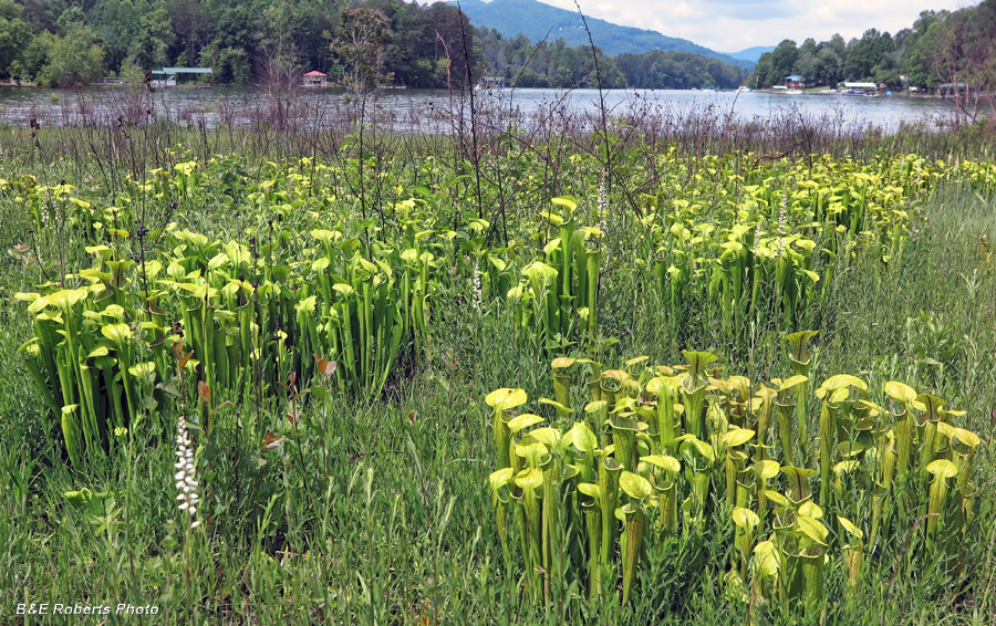 Sarracenia_habitat