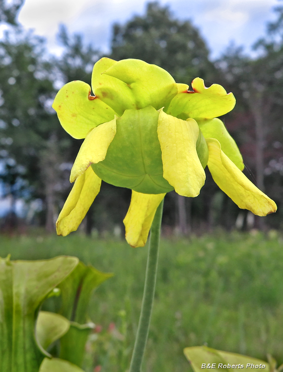 Sarracenia_flower