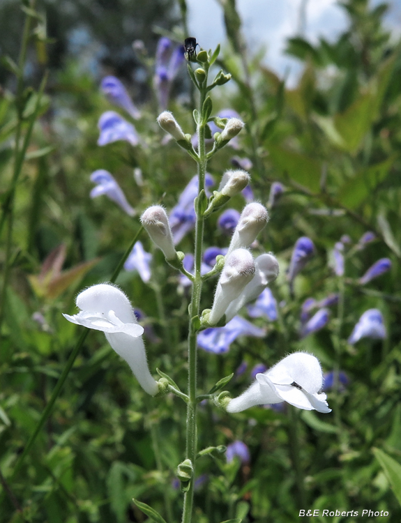 White_Skullcap