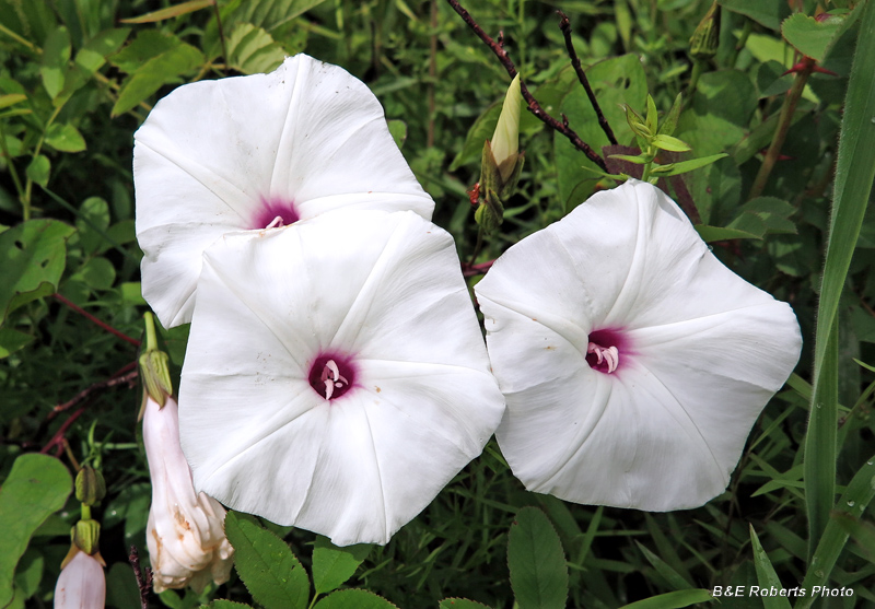 Ipomoea_pandurata