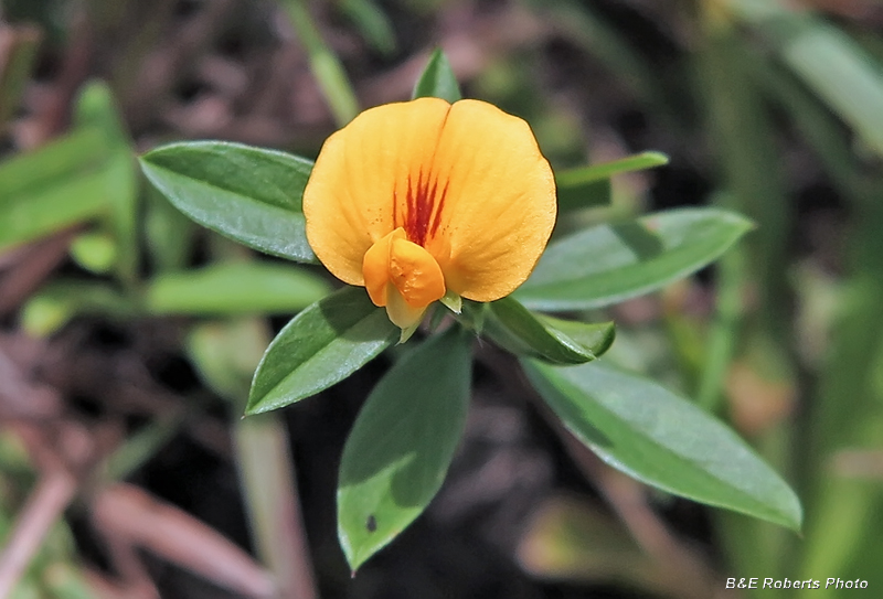 Pencil_flower