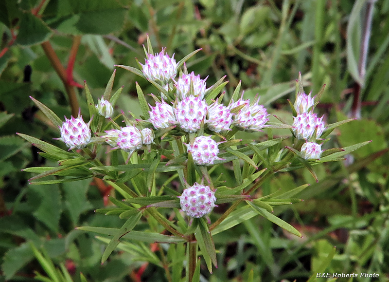 Pycnanthemum