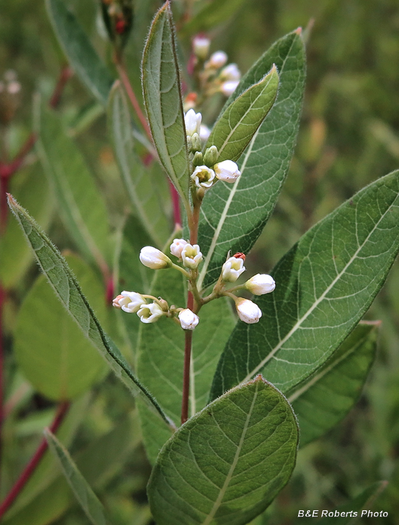 Hemp_Dogbane