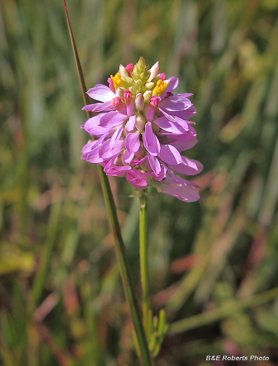 Polygala curtissii