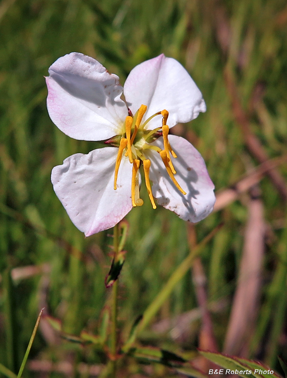 Pale_Meadow_Beauty